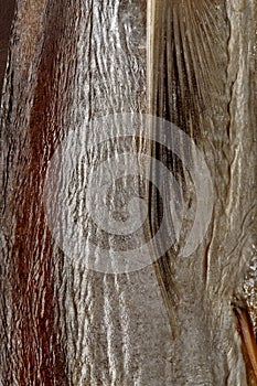 Closeup of skin of dried fish without scales with pectoral fin