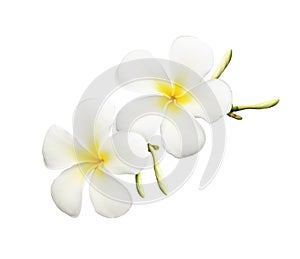 Closeup of frangipani plumeria flowers