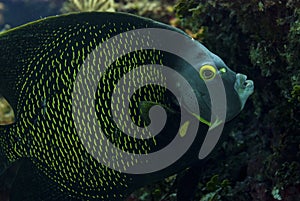 Closeup of a French Angelfish feeding in the Caribbean Sea