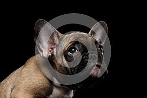 Closeup French Bulldog Puppy Pity Face Looking up, Front, Isolated photo