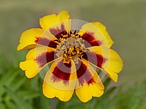 Closeup of a French Marigold Naughty Marietta flower