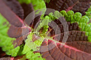 Closeup French Quarter Coleus Plectranthus  Scutellariodes