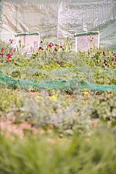 Closeup into a french vegetable garden with greenhouse for background