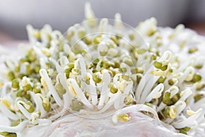 Closeup fresh Bean Sprouts with blured blackgroun, healthy food concept photo