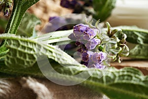 Closeup of fresh blooming comfrey or knitbone plant on a table. Alternative medicine