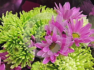 Closeup Fresh Bright Pretty Green & Purple Dahlia Flowers Bouquet