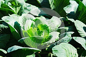 Closeup fresh cabbage at an organic farm