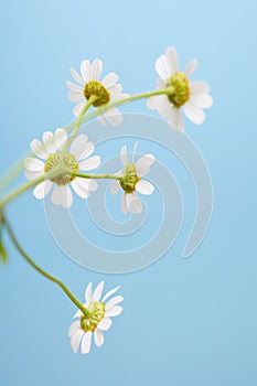 Closeup of fresh chamomile flowers