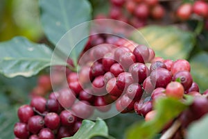 Closeup fresh coffee beans on tree agriculture