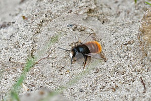 Closeup of a fresh colored male of the horned orchard mason bee , Osmia cornuta sunbathing