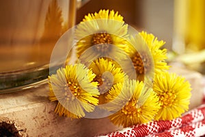 Closeup of fresh coltsfoot or Tussilago flowers with a cup of herbal tea in the background