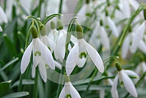 Closeup of fresh Common Snowdrops Galanthus nivalis blooming in the spring. Wild flowers field. Early spring concept