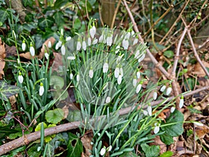 Closeup of fresh Common Snowdrops (Galanthus nivalis) blooming in the spring. Wild flowers field. Early spring concept