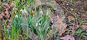 Closeup of fresh Common Snowdrops (Galanthus nivalis) blooming in the spring. Wild flowers field. Early spring concept