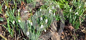 Closeup of fresh Common Snowdrops (Galanthus nivalis) blooming in the spring. Wild flowers field. Early spring concept