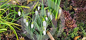 Closeup of fresh Common Snowdrops (Galanthus nivalis) blooming in the spring. Wild flowers field. Early spring concept