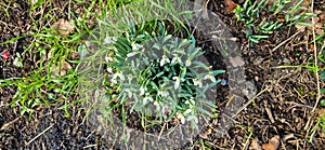 Closeup of fresh Common Snowdrops (Galanthus nivalis) blooming in the spring. Wild flowers field. Early spring concept