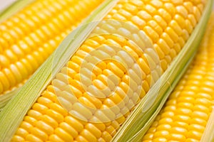 Closeup of Fresh corn on cobs on wooden table.