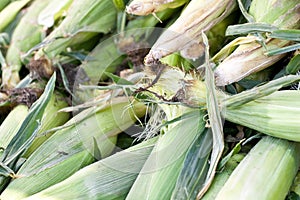 Closeup of fresh corn in their husks