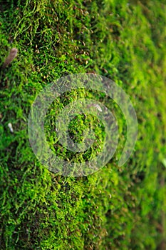 Closeup fresh dense green moss lichen micro life grows on tree trunk bark. natural background, texture, detail, surface, nature, f