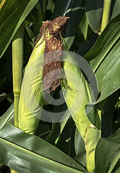 Closeup fresh ears of corn in husk on green stalk, leaves and tassels