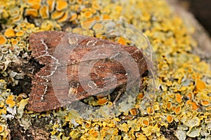 Closeup on a fresh emerged Bright-line Brown-eye moth, Lacanobia oleracea sitting on wood