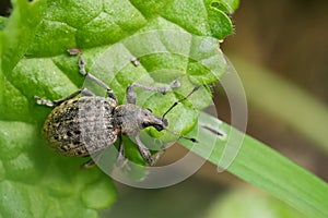 Closeup on a fresh emerged European plant parasite weevile beetle, Liophloeus tessulatus on a green leaf