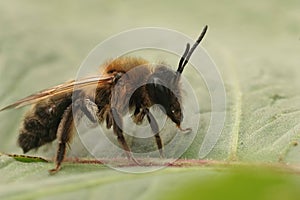 Closeup on a fresh emerged female Chocolate mining bee, Andrena scotica