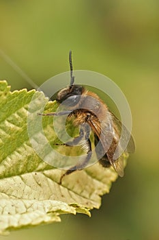 Closeup on a fresh emerged female Chocolate mining bee, Andrena scotica