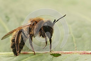 Closeup on a fresh emerged female Chocolate mining bee, Andrena scotica