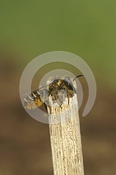 Closeup a fresh emerged female Patchwork leafcutter bee, Megachile centuncularis, sitting on top of a twig