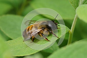 Closeup on a fresh emerged female red mason bee, Osmua rufa sitting on a green leaf