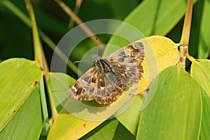 Closeup on a fresh emerged mallow skipper, Carcharodus alceae, sitting with openwings