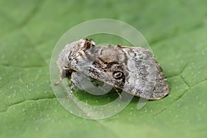 Closeup on a fresh emerged Nut-tree Tussock moth, Colocasia coryli