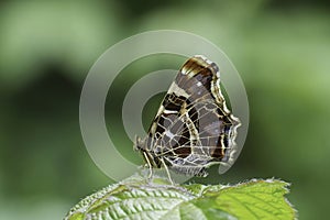 Closeup on a fresh emerged orange spring time European Map butterfly, Araschnia levana, with closed wings