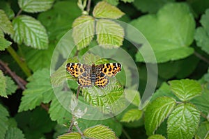 Closeup on a fresh emerged orange spring time European Map butterfly, Araschnia levana, with spread wings
