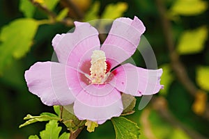 Closeup on a fresh emerged pink rose of Sharon flower, Hibiscus syriacus