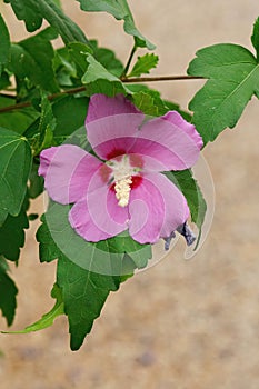 Closeup on a fresh emerged pink rose of Sharon flower, Hibiscus syriacus