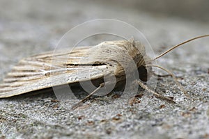 Closeup on a fresh emerged shoulder-striped wainscot moth, Leucania comma on a piece of wood in the garden