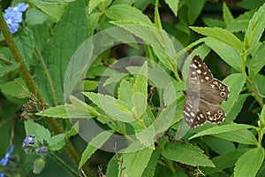 Closeup on a fresh emerged speckled wood butterfly, Pararge aegeria, sitting with spread wings in a shrub