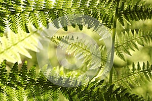 closeup of a fresh fern leaf in the forest sunshine springtime close up spring on sunny morning