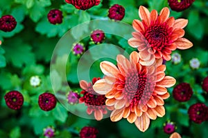 Closeup Fresh floral background of Red pink chrysanthemum flowers blooming in garden with vivid green foliage