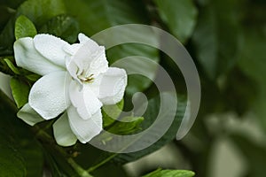 Closeup of fresh Gardenia flowers with dew drops in tropical garden. copy space. White Jasmine flower with water drops