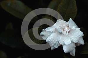 Closeup of fresh Gardenia flowers with dew drops in tropical garden. copy space. White Jasmine flower with water drops