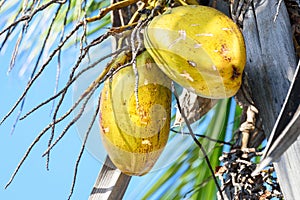 Closeup of fresh golden coconut fruit on coconut palm tree. Blue sky background.