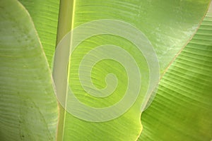 Closeup fresh green banana leaf