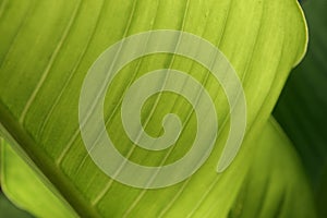 closeup fresh green banana leaf