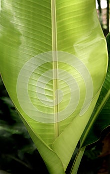 closeup fresh green banana leaf