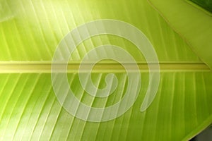 closeup fresh green banana leaf