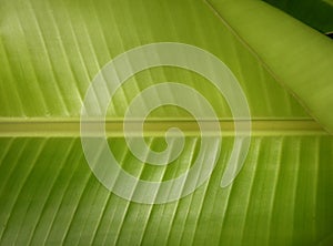 closeup fresh green banana leaf